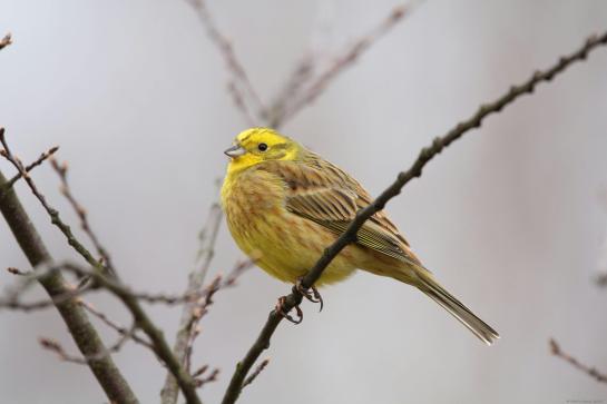 geelgors vogeltje op een tak